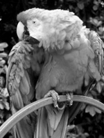 Grayscale_8bits_palette_sample_image.png