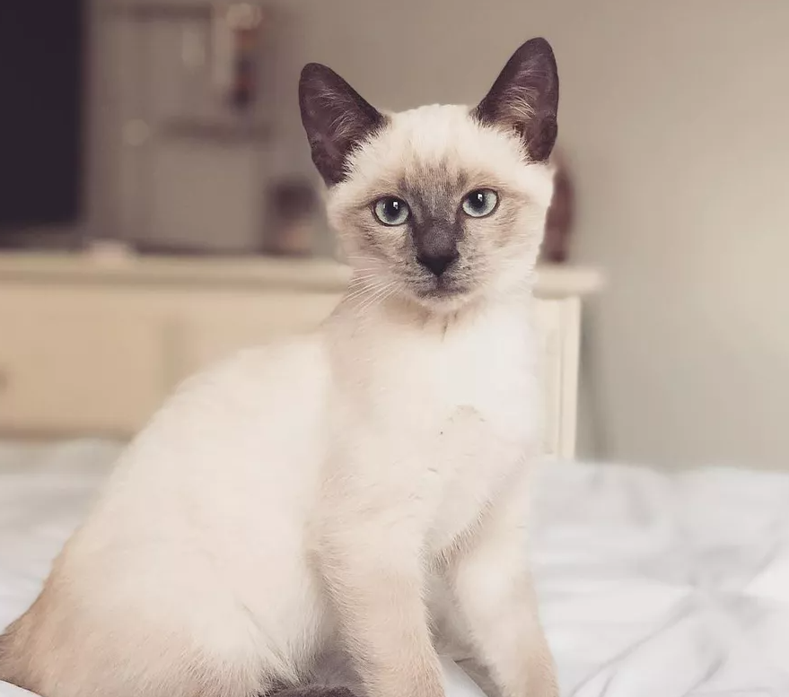 siamese.PNG