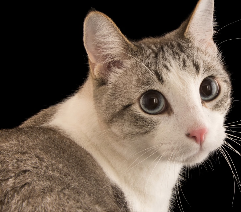 ref_cat.jpg