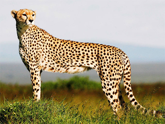 cheetah.jpeg