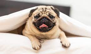 pug.jpeg