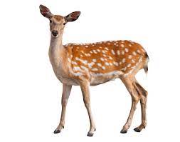 deer1.jpg
