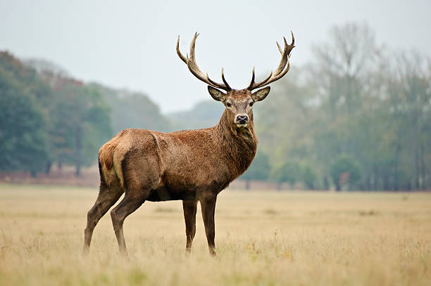 deer.jpeg